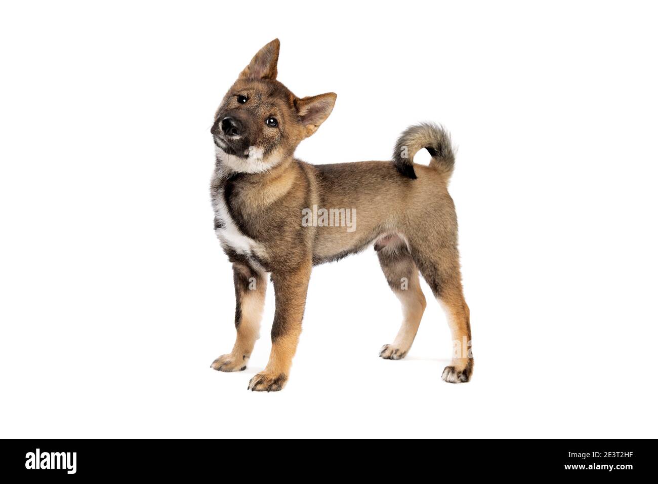 Cane giapponese Shikoku cucciolo di fronte a uno sfondo bianco Foto Stock