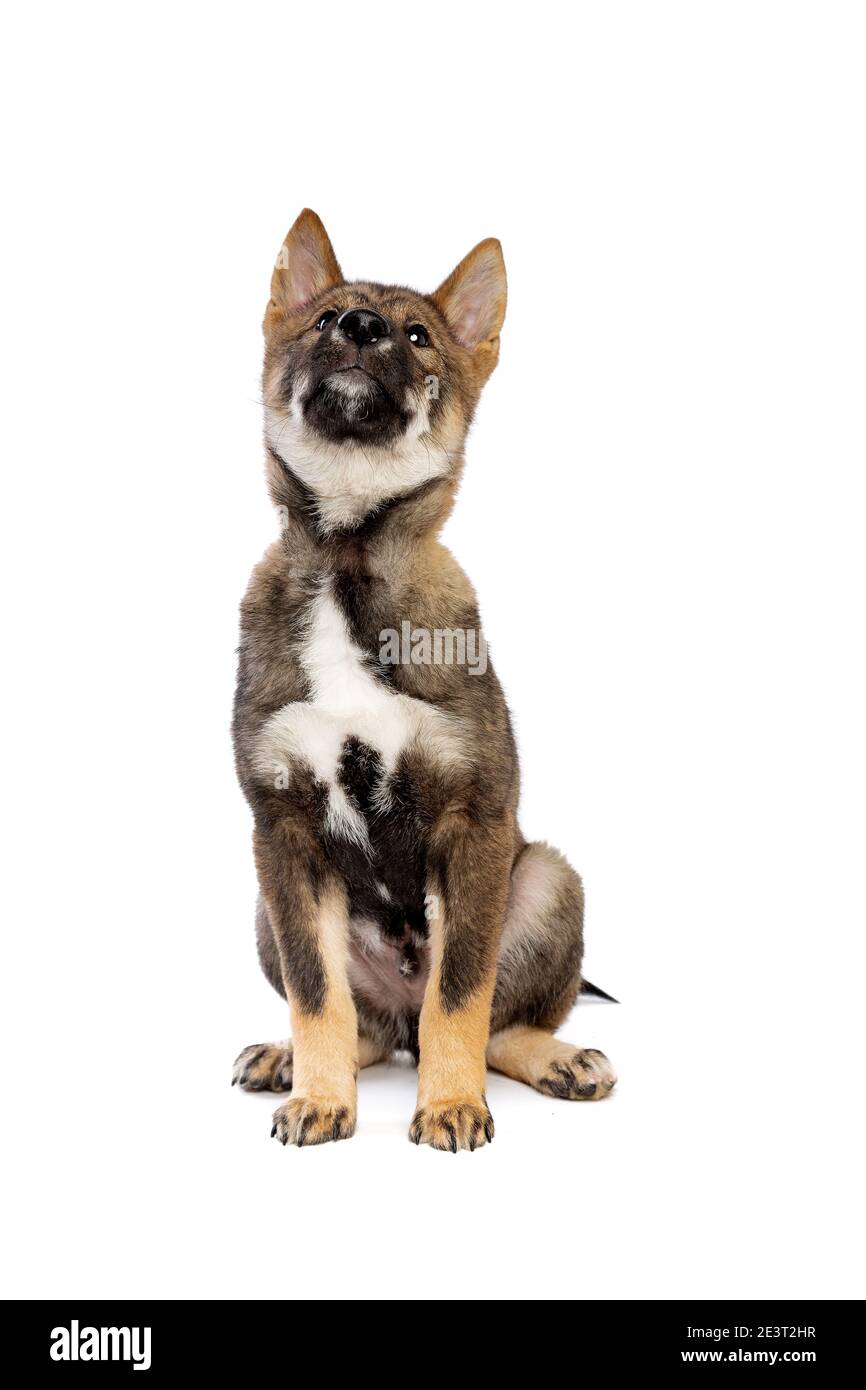 Cane giapponese Shikoku cucciolo di fronte a uno sfondo bianco Foto Stock