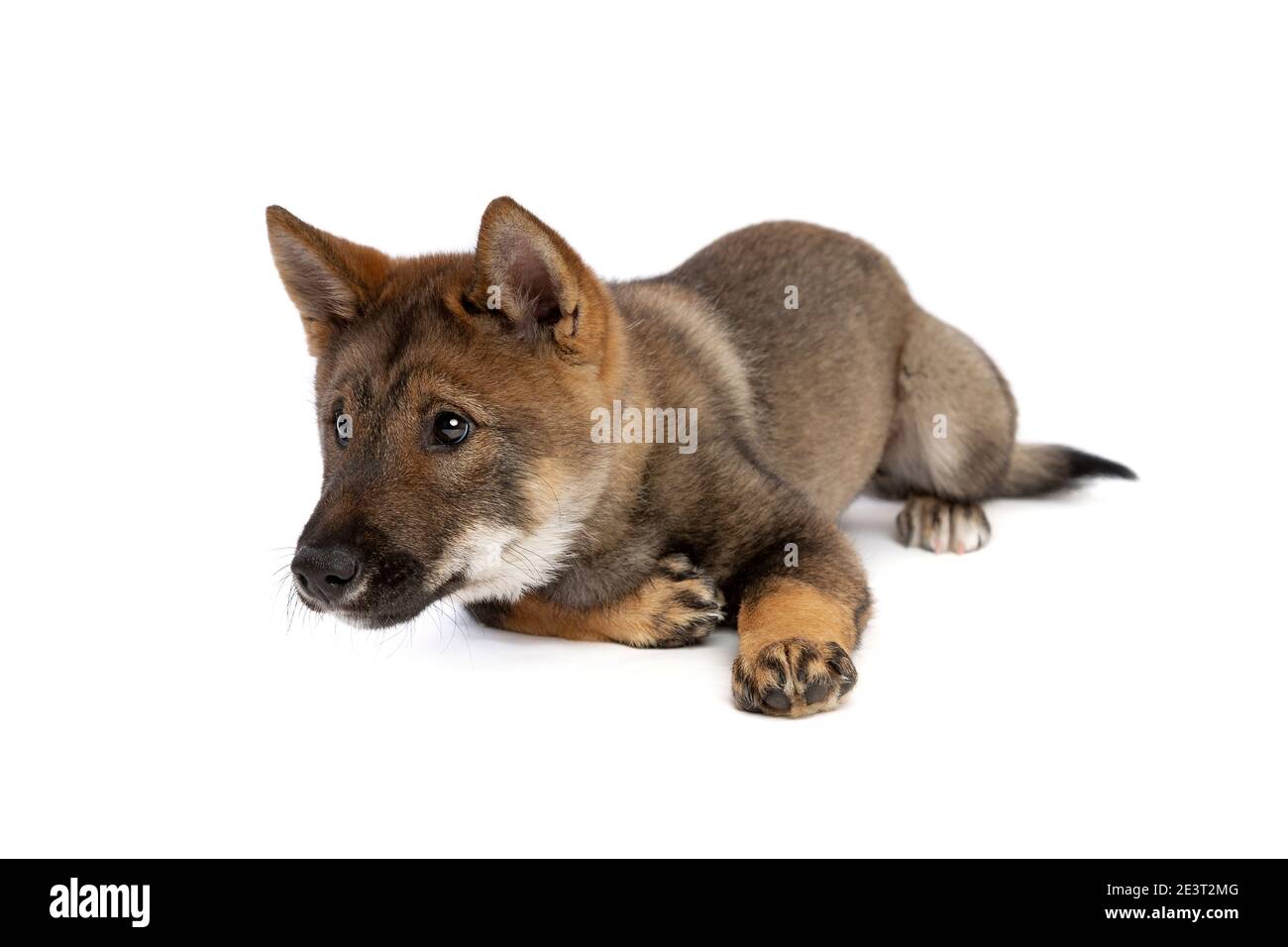 Cane giapponese Shikoku cucciolo di fronte a uno sfondo bianco Foto Stock