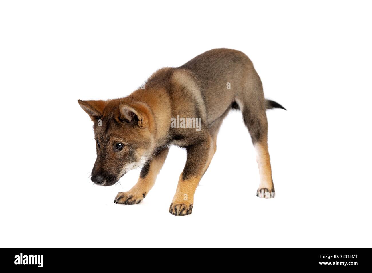 Cane giapponese Shikoku cucciolo di fronte a uno sfondo bianco Foto Stock