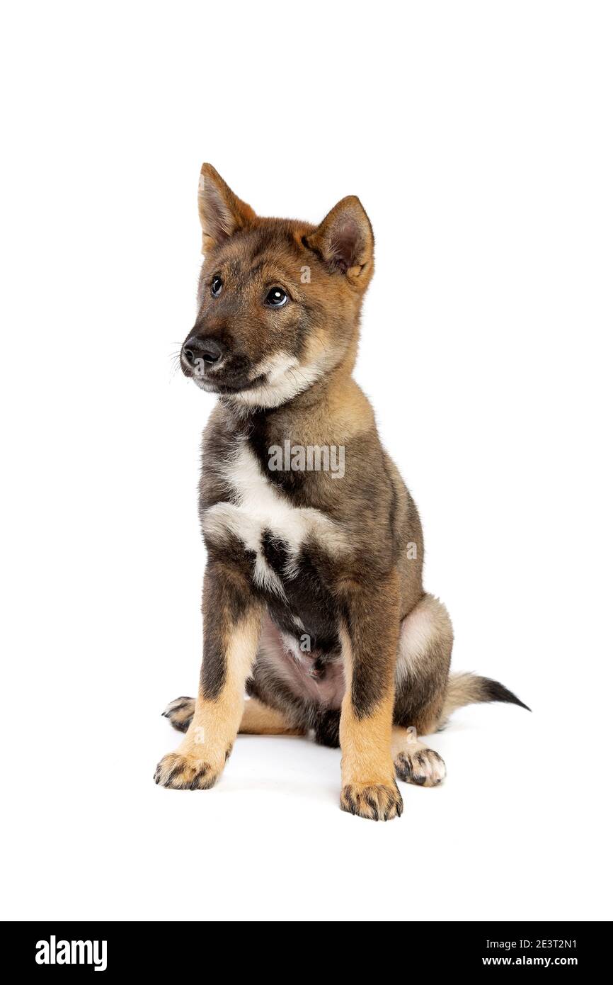 Cane giapponese Shikoku cucciolo di fronte a uno sfondo bianco Foto Stock