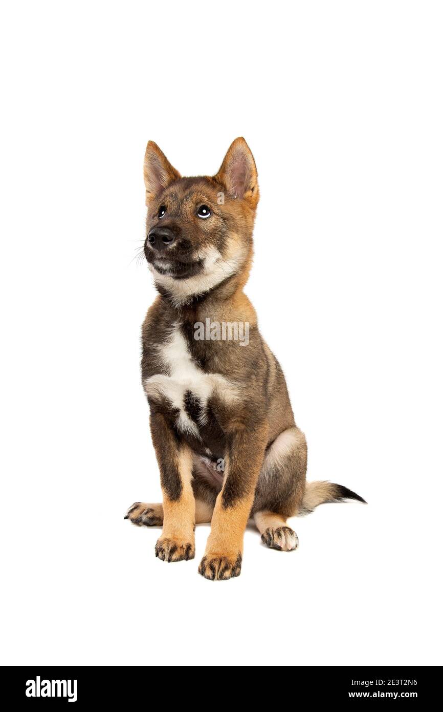 Cane giapponese Shikoku cucciolo di fronte a uno sfondo bianco Foto Stock