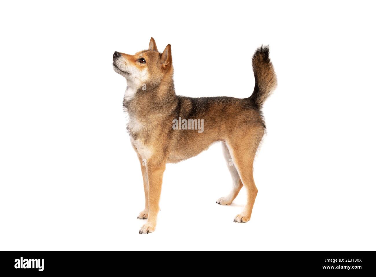 Il cane Shikoku isolato su sfondo bianco Foto Stock