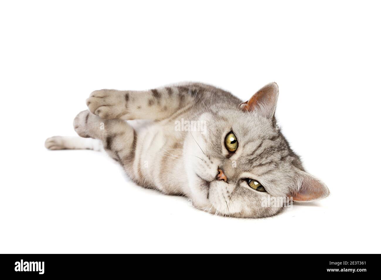 Gatto britannico Shortham davanti a uno sfondo bianco Foto Stock