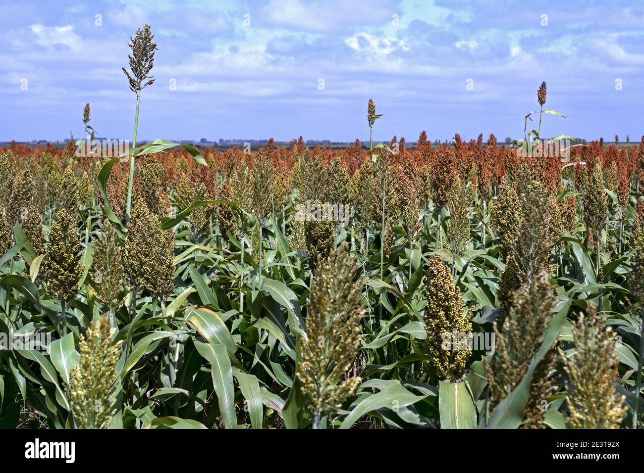 Campo con sorgo a grano commerciale, coltivato a cereali per cereali, fibre e foraggi in Uruguay Foto Stock