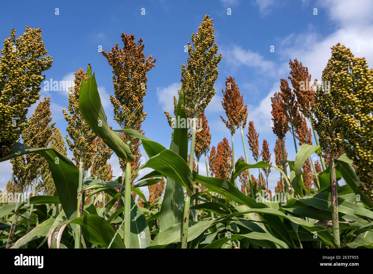 Campo con sorgo a grano commerciale, coltivato a cereali per cereali, fibre e foraggi in Uruguay Foto Stock