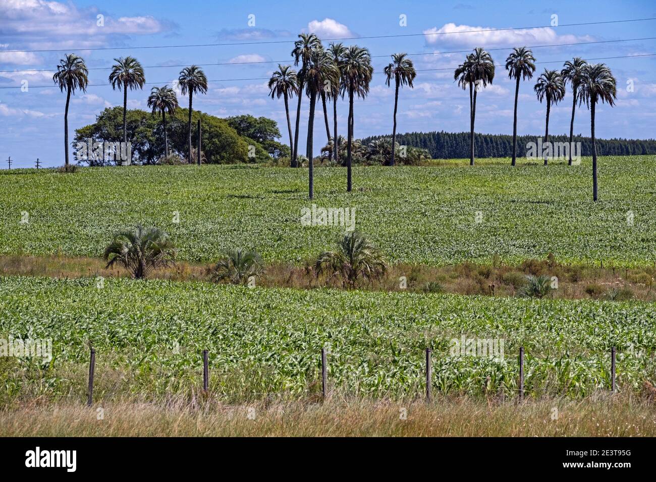 Raccolto di soia / campo di soia (Glycine max) e palme vicino Paysandu, Uruguay occidentale Foto Stock