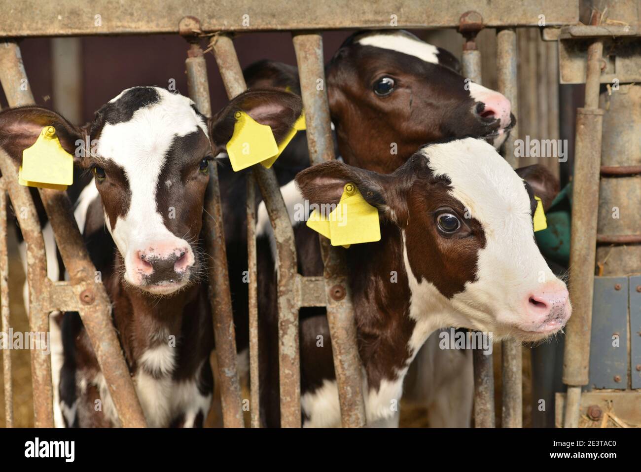 Tre neonati piccoli vitelli rossi e bianchi Bos primigenius taurus in un Stalla di agricoltori nei Paesi Bassi Foto Stock