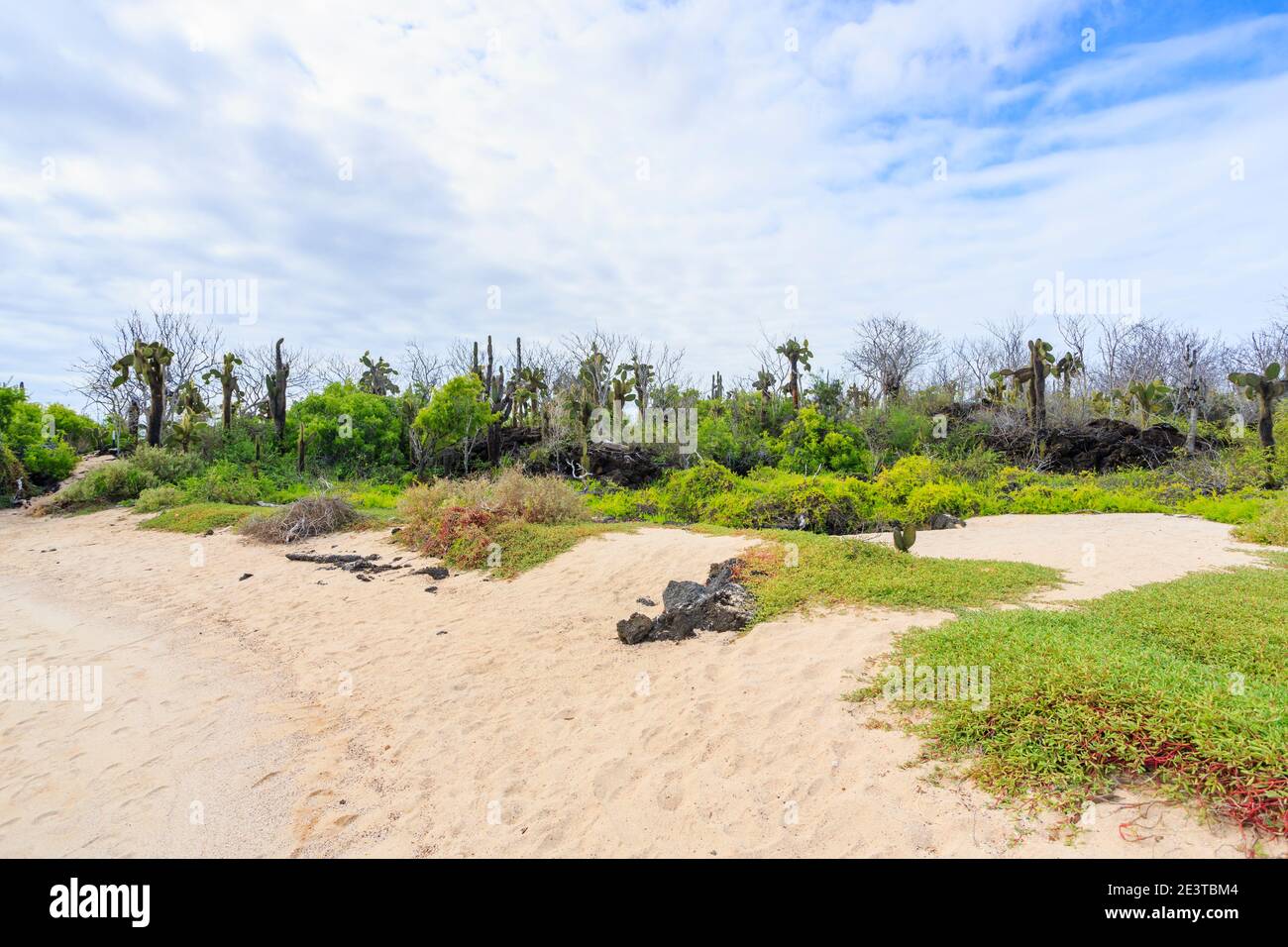 Spiaggia sabbiosa e vegetazione tipica del litorale con cespugli di cactus di Opuntia a Dragon Hill, Isola di Santa Cruz, Isole Galapagos, Ecuador, Sud America Foto Stock