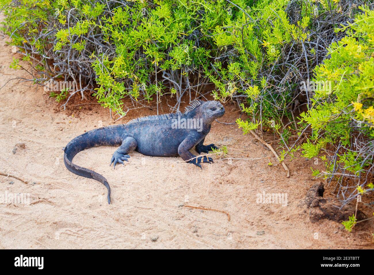 Un iguana marina (cristato di Amblyrhynchus) dalla vegetazione dalla sabbia su una spiaggia a Dragon Hill, Isola di Santa Cruz, Isole Galapagos, Ecuador Foto Stock