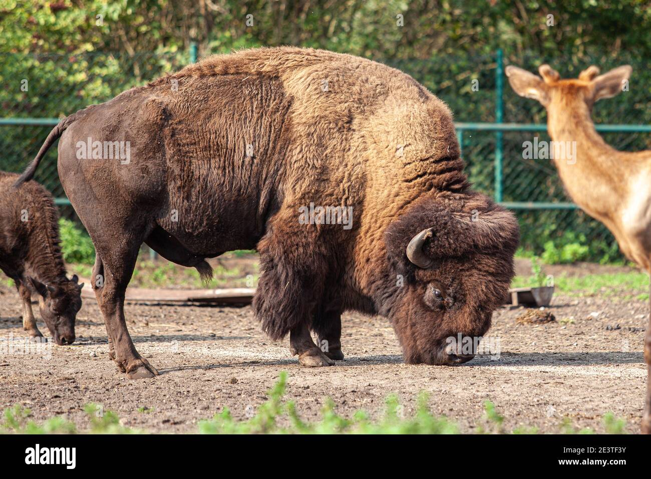 Un enorme bisonte mangia l'erba allo zoo di Serengeti. Foto Stock Un enorme bisonte mangia l'erba allo zoo di Serengeti. Foto Stock