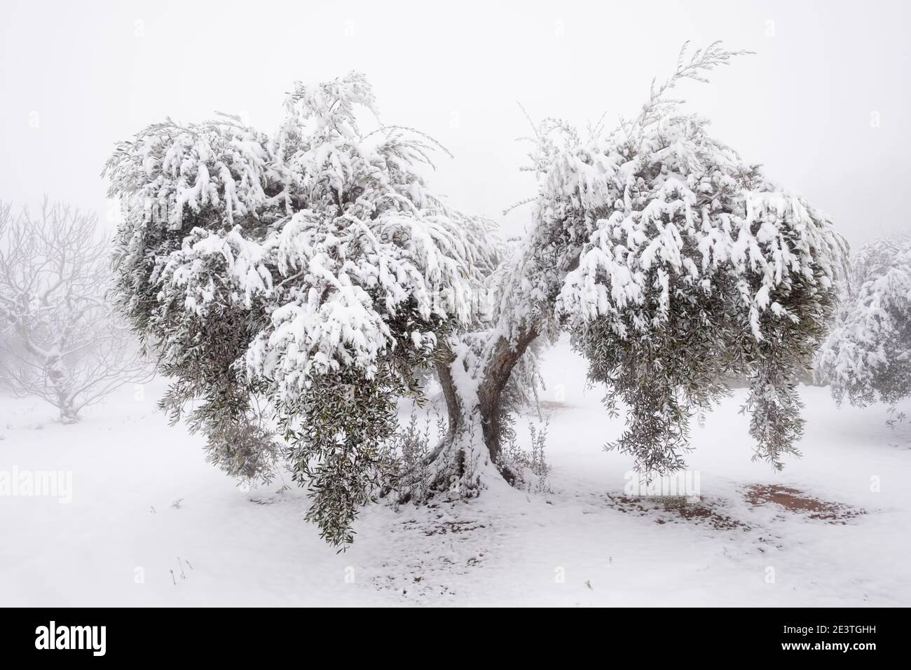 un'immagine insolita di un grande olivo antico coperto da uno spesso strato di neve, concetto di cambiamento climatico. Spagna, Estremadura Foto Stock