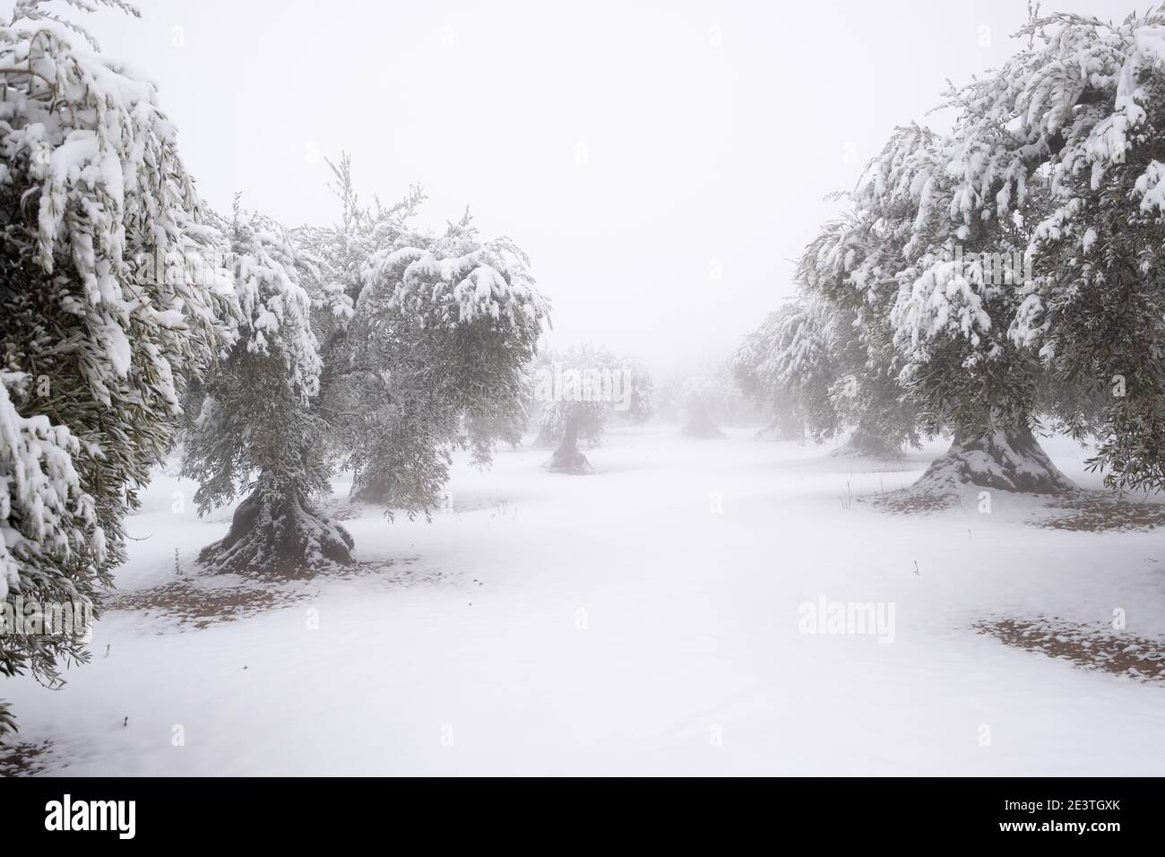 un'immagine insolita di un oliveto pieno di grandi ulivi secolari ricoperti da uno spesso strato di neve, concetto di cambiamento climatico. Spagna, Estremadura Foto Stock