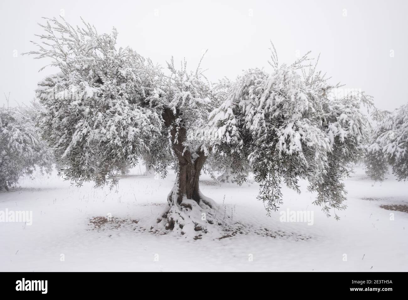 un'immagine insolita di un grande olivo antico coperto da uno spesso strato di neve, concetto di cambiamento climatico. Spagna, Estremadura Foto Stock