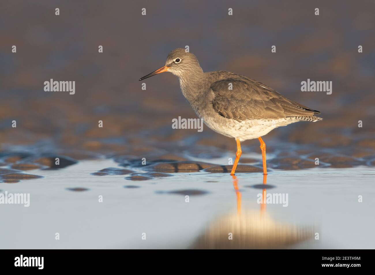 Comune Redshank (Tringa totanus) Alla ricerca di cibo sulla costa del Norfolk Foto Stock