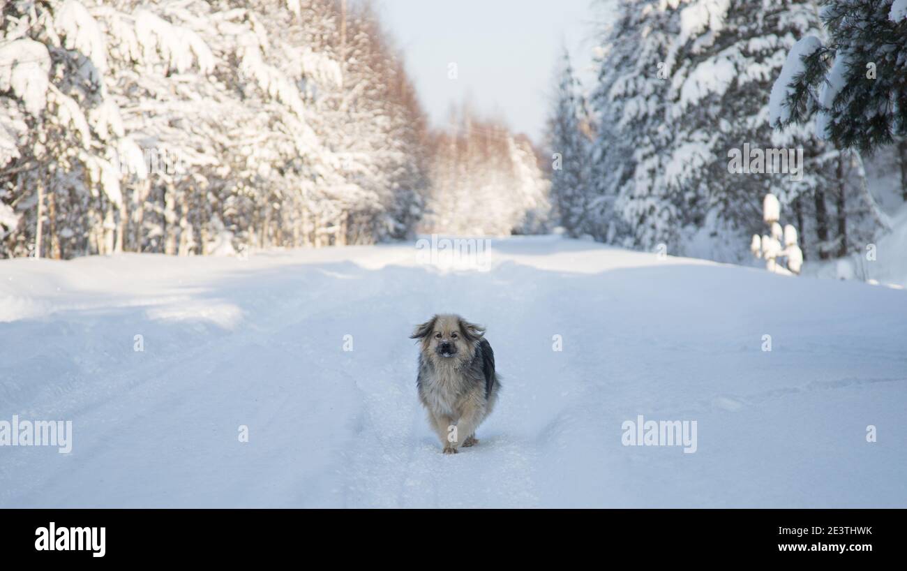 Un cane mongrel solone corre lungo una strada vuota e innevata. Foto Stock