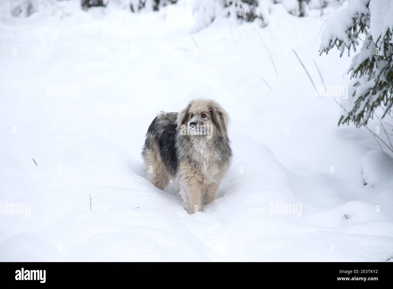 Un cane mongrel si trova in una profonda nevicata nella foresta. Foto Stock