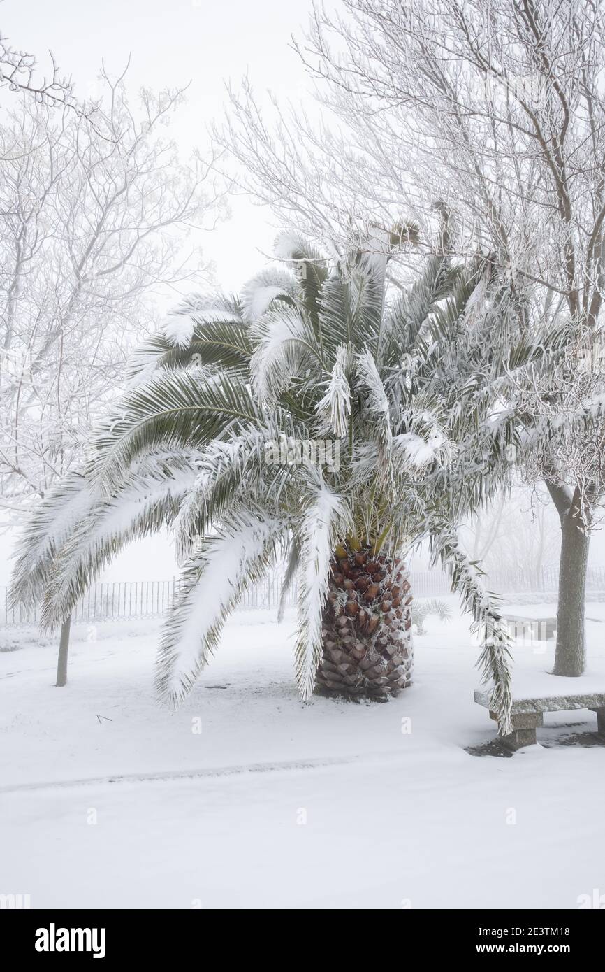 un'insolita immagine di una grande palma con grandi foglie sepolte sotto uno spesso strato di neve, concetto di cambiamento climatico, spagna, estremadura Foto Stock