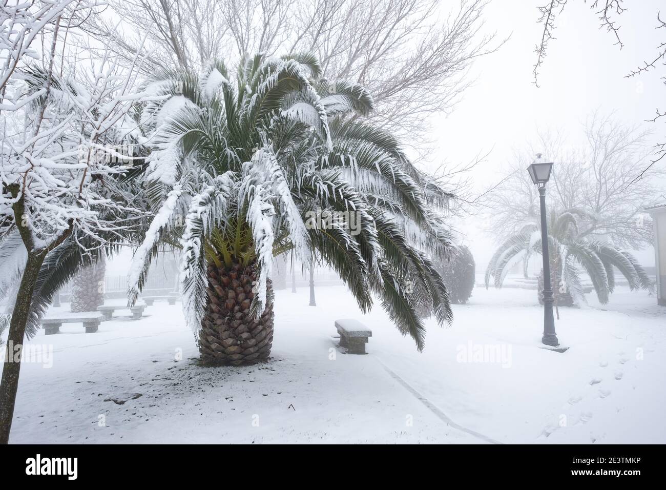 un'insolita immagine di una grande palma con grandi foglie sepolte sotto uno spesso strato di neve, concetto di cambiamento climatico, spagna, estremadura Foto Stock