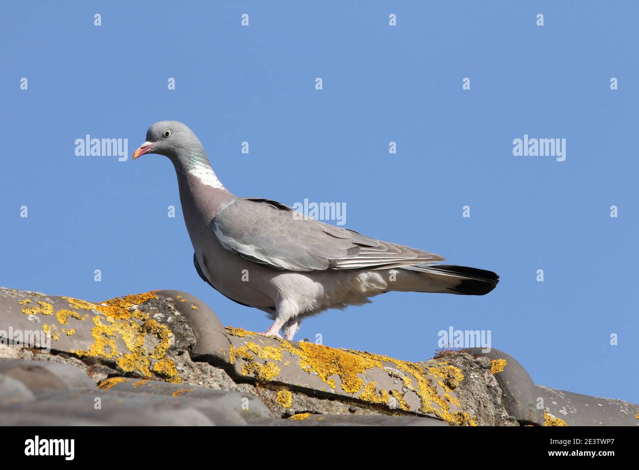 un piccione in legno si erge su un tetto in campagna primo piano con un cielo blu Foto Stock