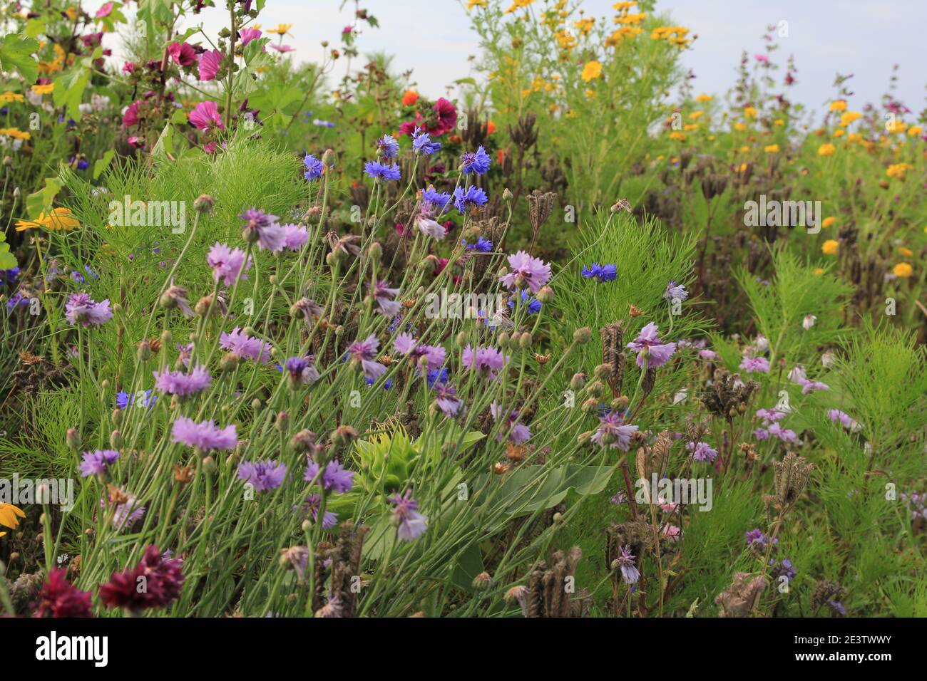 cornfiori blu e lilla e marguerite gialle lungo un agricolo campo nei paesi bassi in estate con molto api Foto Stock