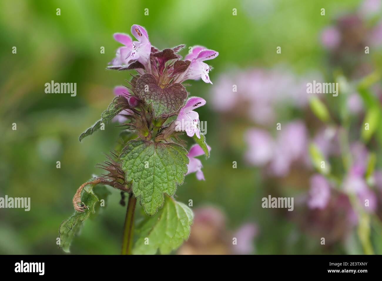 Le nettle morte sono innocue e non pungono , foto beatiful Foto Stock
