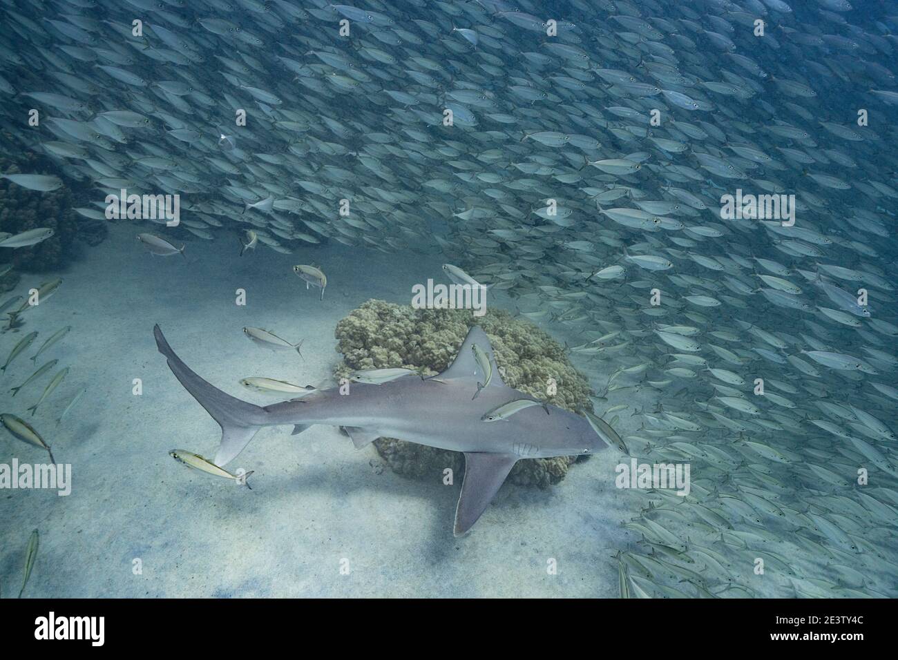 Squalo di sabbia, Carcharhinus plumbeus, nuotando in una scuola di akule o scad bigeye, Selar crumenoftalmus, Keauhou Bay, Kona del Sud, Hawaii (il grande Foto Stock