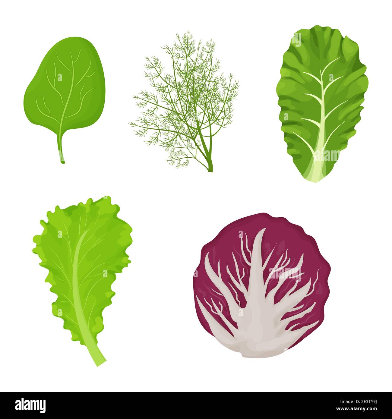 Foglie fresche e crude di insalata in stile cartone animato. Aneto, lattuga, Romain, spinaci e radicchio isolati su sfondo bianco. Erbe di raccolta, ingrediente. Illustrazione vettoriale Illustrazione Vettoriale