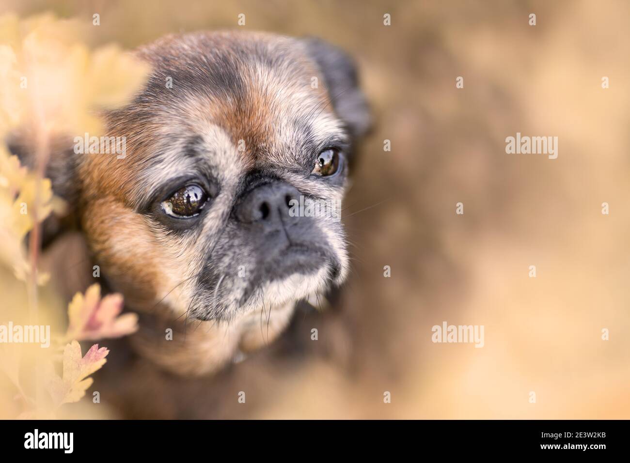 Ritratto di volto di piccolo giovane piccolo cane brabant Grifone amoung fiori e foglie d'autunno Foto Stock