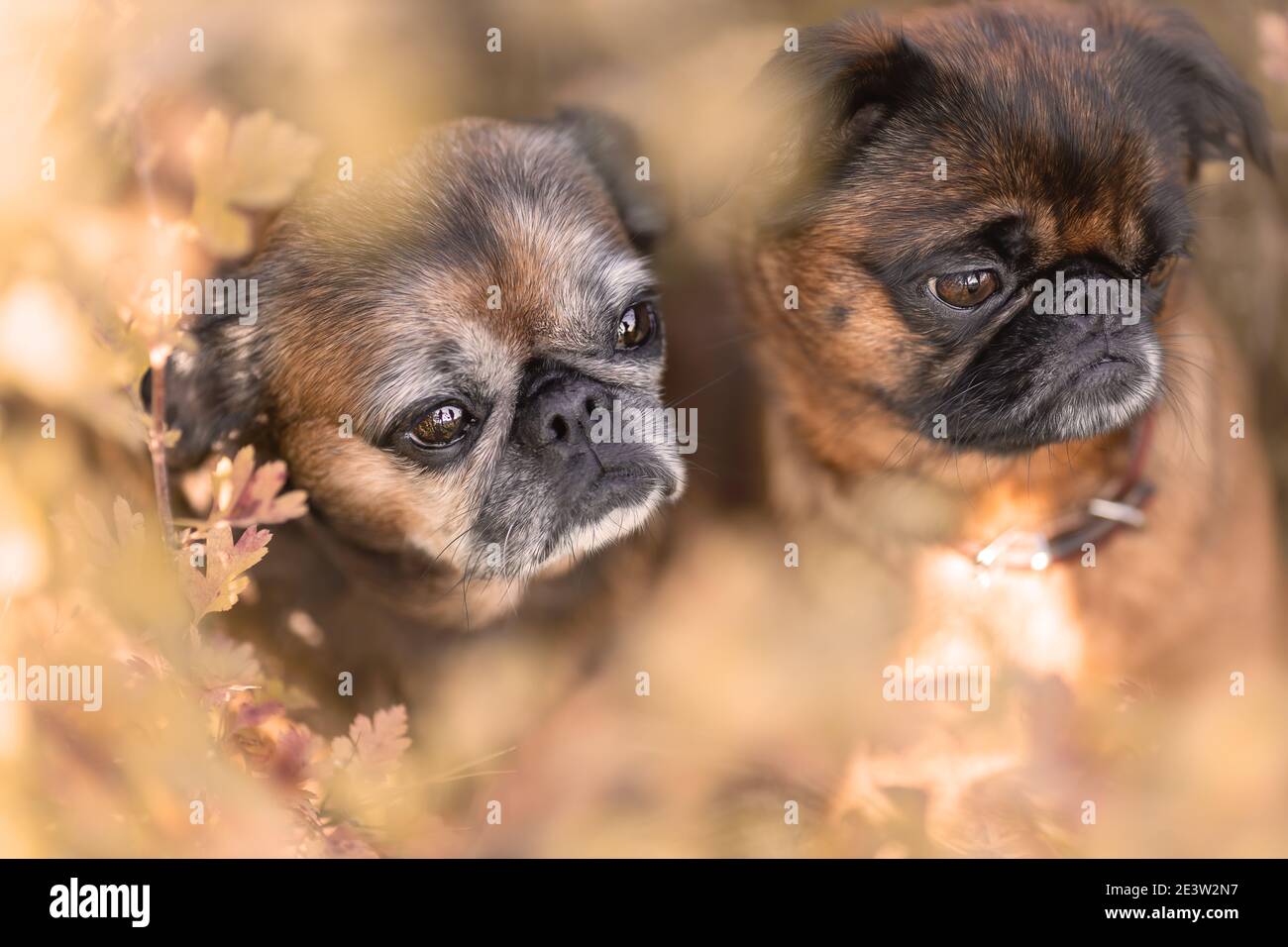 Due simpatici cani griffon amoung foglie autunnali in natura Foto Stock