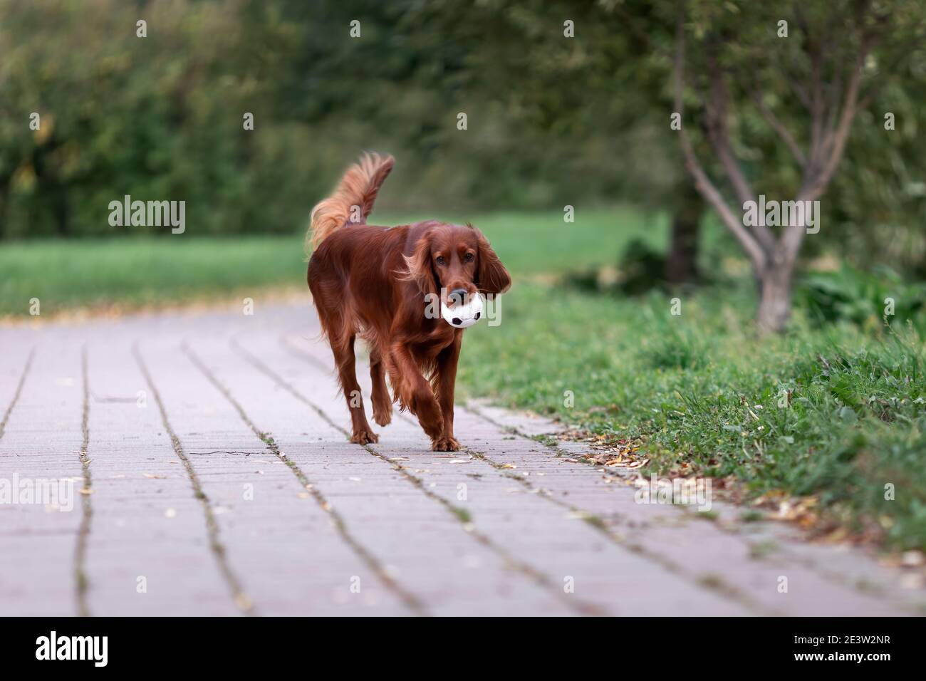 Red irlandese purebred Setter cane correre con palla giocattolo a. parcheggio Foto Stock