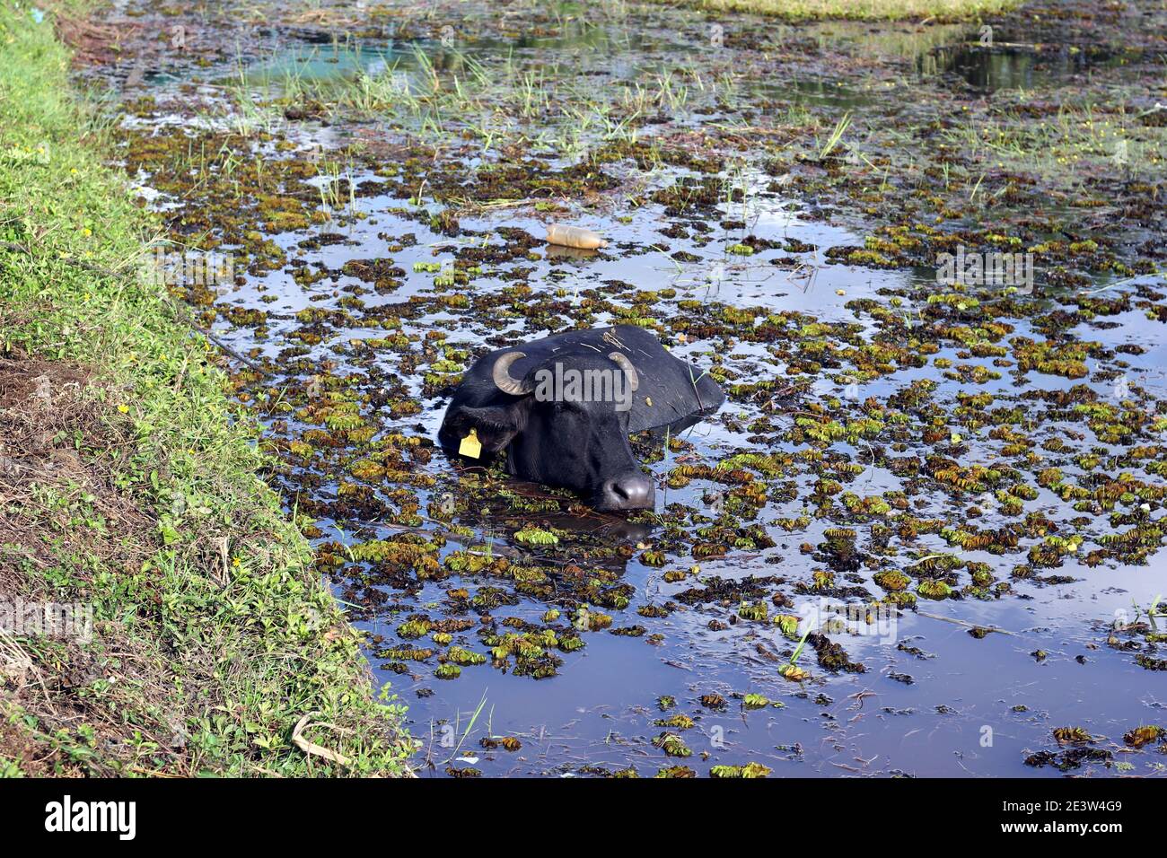 Un bufalo domestico di acqua nera riposa in un muschio che galleggia stagno durante il giorno Foto Stock