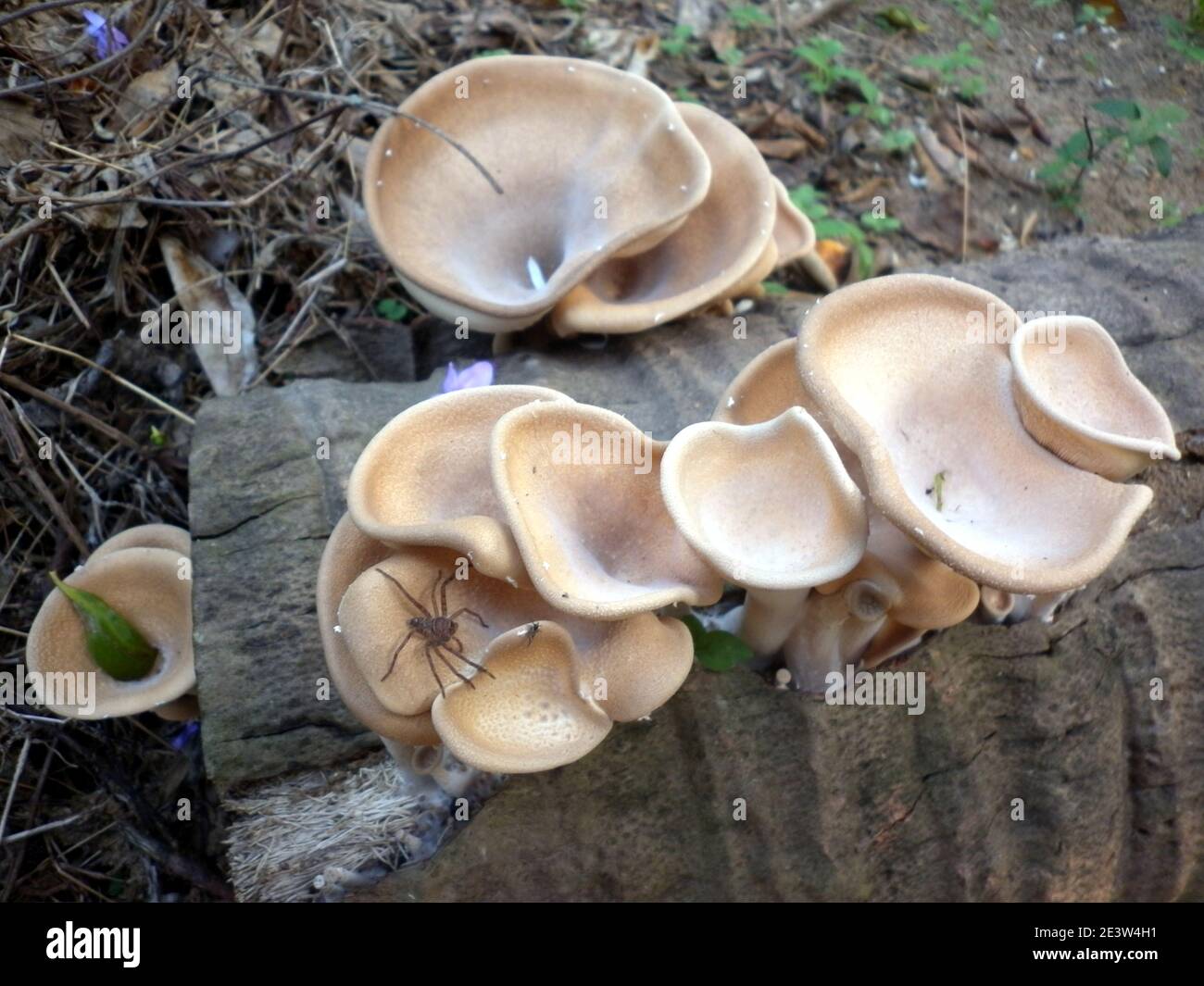 Fuoco selettivo su parecchi funghi marrone chiaro di medie dimensioni sopra tronco di cocco morto Foto Stock