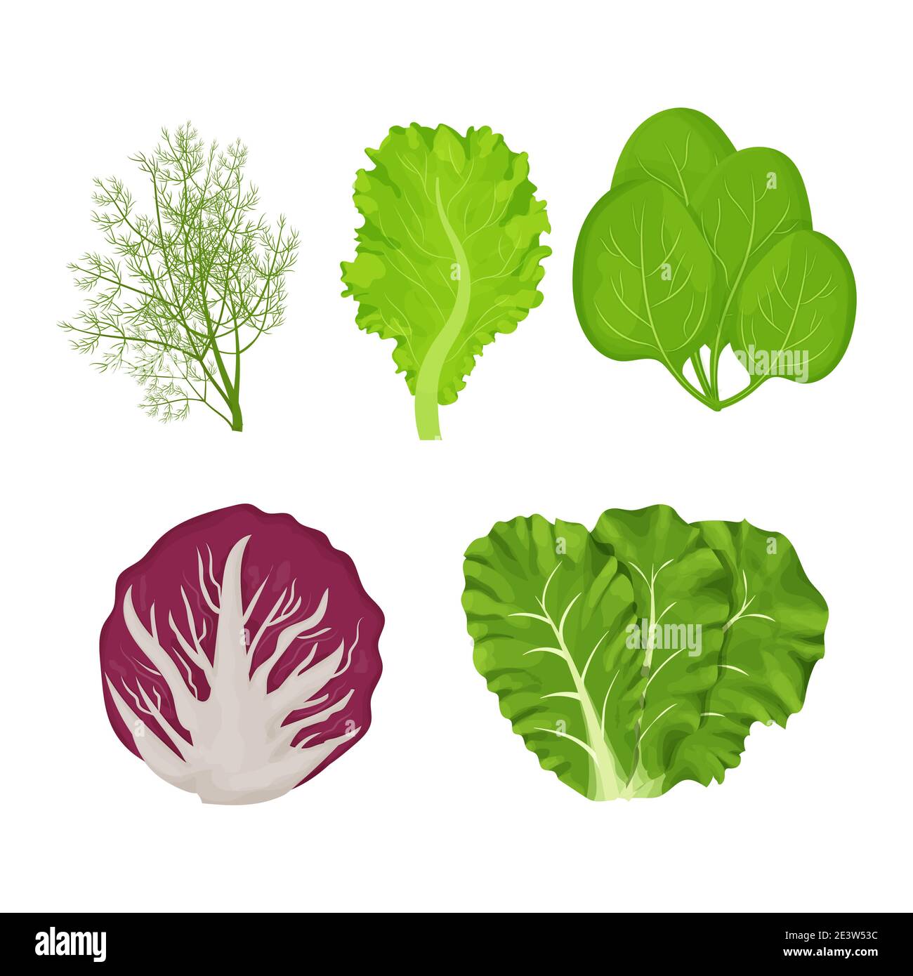Foglie fresche e crude di insalata in stile cartone animato. Aneto, lattuga, Romain, spinaci e radicchio isolati su sfondo bianco. Erbe di raccolta, ingrediente. Illustrazione vettoriale Illustrazione Vettoriale