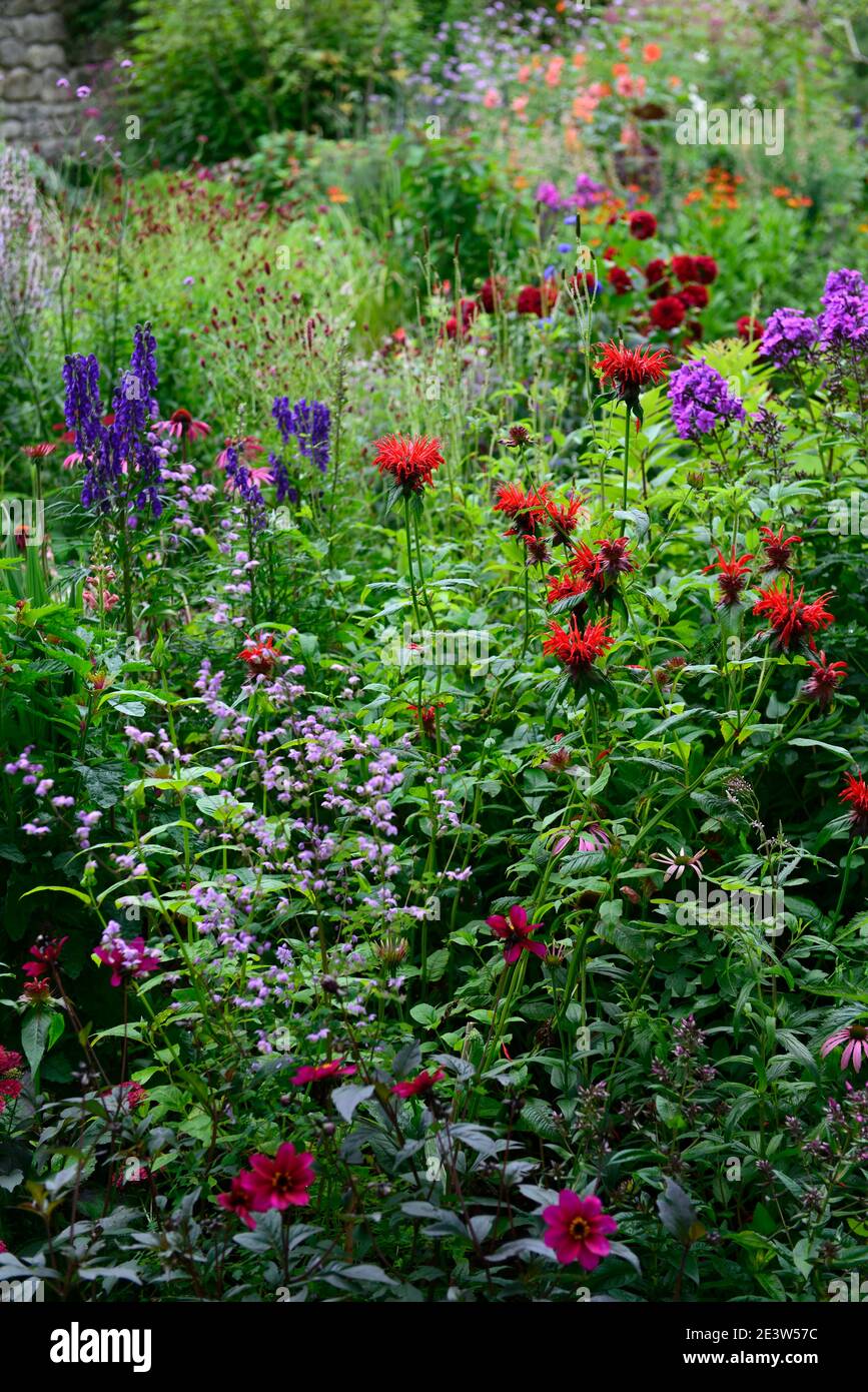 monarda jacob cline,Thalictrum delavayi,aconitum,phlox,dahlia,bergamotto,fiori viola blu lilla rosso,fiori scarlatto,bordo caldo,caldo letto, perenni, ape Foto Stock