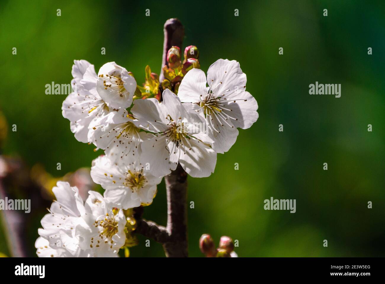 Primo piano di fioritura pianta di mirtillo. Foto Stock