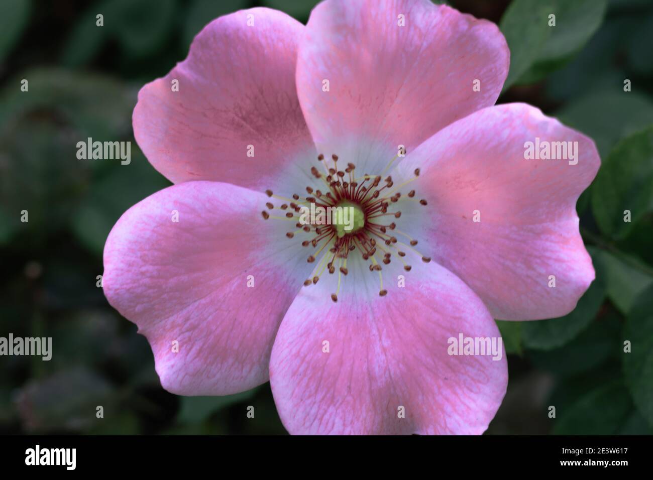 Bella stella come fiore rosa con centro bianco e verde. Foto Stock