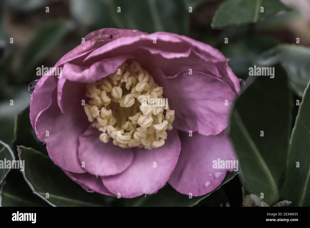 Macro primo piano di petalo rosa largo con cono giallo come fiore centrale. Foto Stock