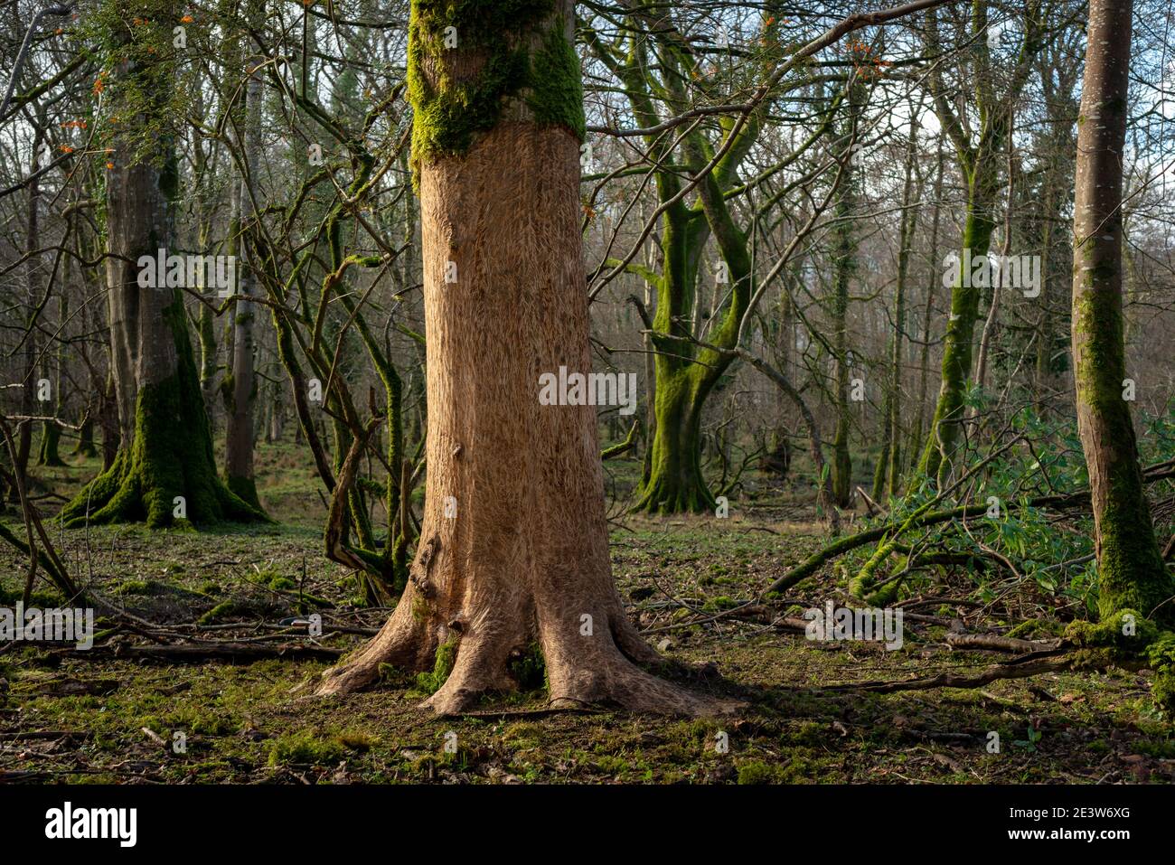 La corteccia degli alberi raschiata danneggiata dai cervi nel Killarney National Park, County Kerry, Irlanda. Cervo danneggiato tronco di albero concetti ambientali. Foto Stock