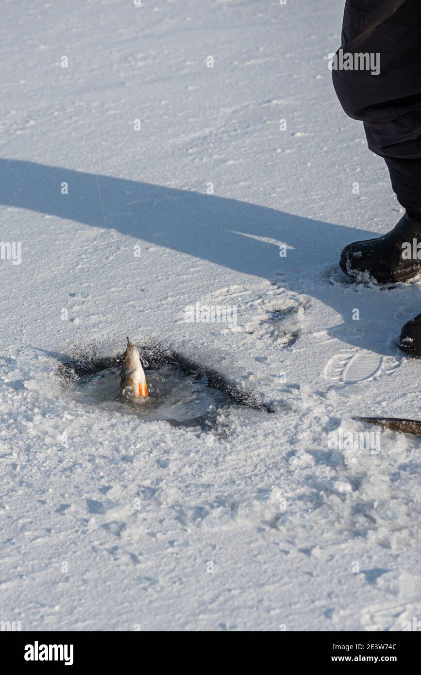 Pesca sul ghiaccio sul lago in giornata soleggiata gelata. Pescatore che tira fuori il perch dal foro di ghiaccio. Attività invernale Foto Stock