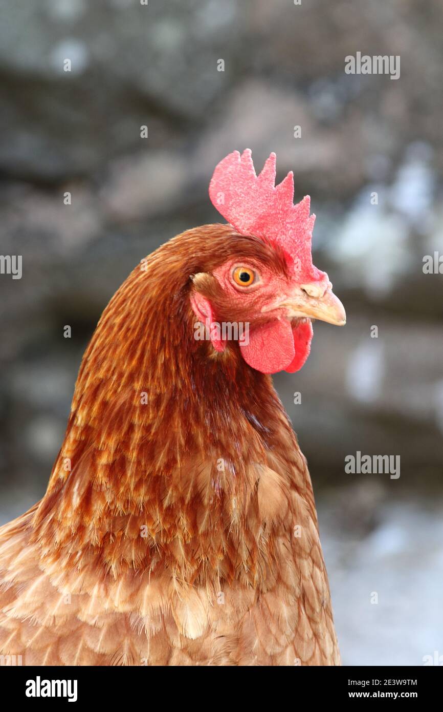 Il piccolo ex pollame batteria, tenuto per la produzione di uova, questo pollo era in un giardino, immagine della testa e delle spalle, avrebbe fatto una buona copertina rivista Foto Stock