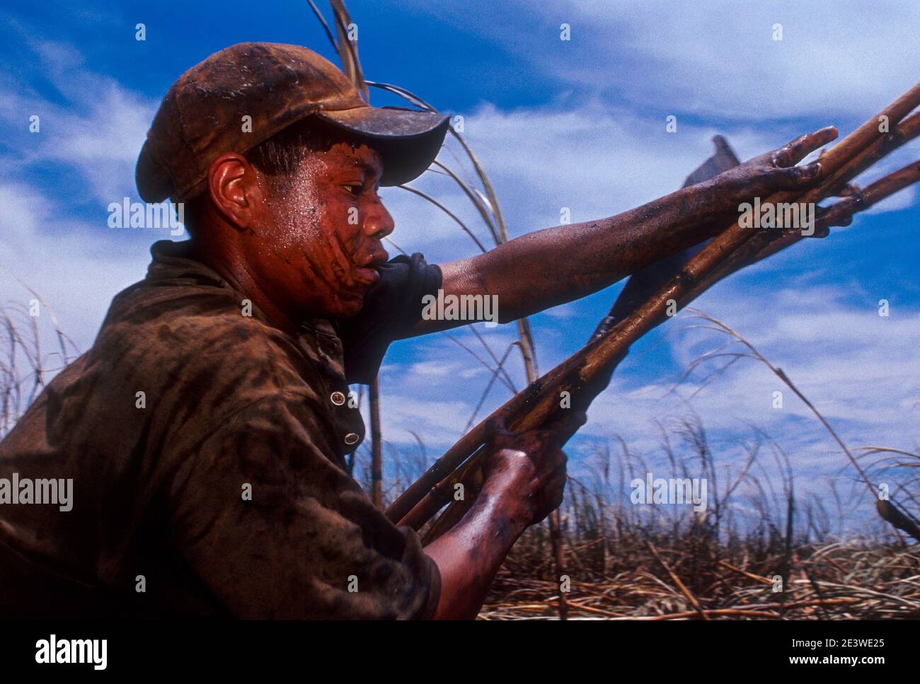 Il lavoro minorile, indigeni guarani 14-anni vecchio ragazzo lavora come taglierina di canna da zucchero - Brasiliano la produzione di etanolo. Mato Grosso do Sul do stato. Foto Stock