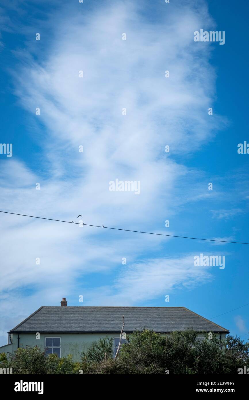 Dowallows atterraggio su cavi telefonici, estate Foto Stock