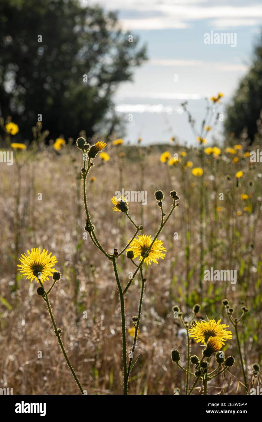 Semola perenne, Sonchus arvensis Foto Stock