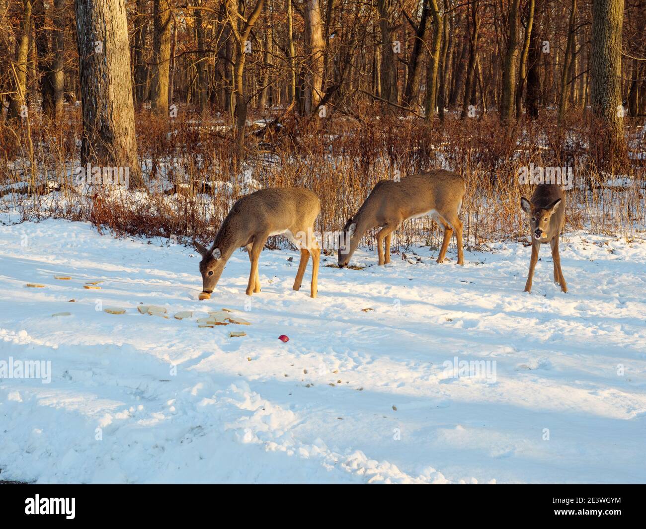 Cervi dalla coda bianca che mangiano pane alimentato illegalmente a loro, che può influenzare negativamente la loro salute. Cook County, Illinois. Foto Stock