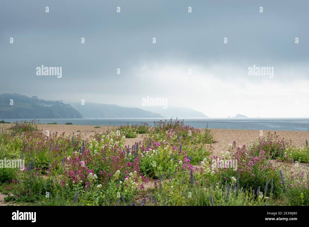 Slapton Sands a South Devon, SSI, fiori selvatici che crescono nella spiaggia di sabbia. Foto Stock