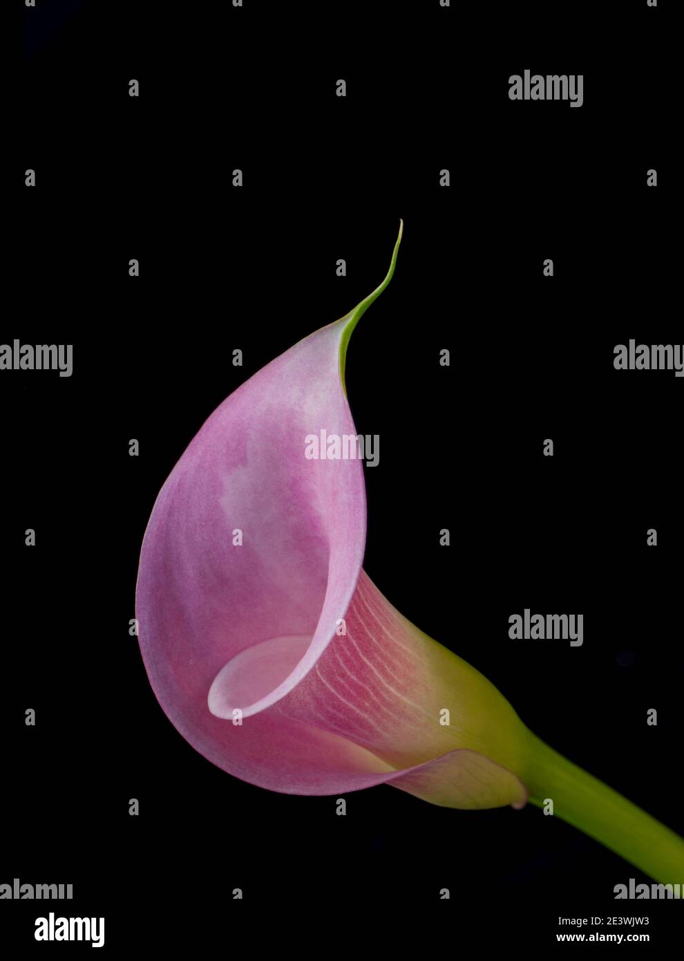 Calla giglio rosa spazio nero Foto Stock