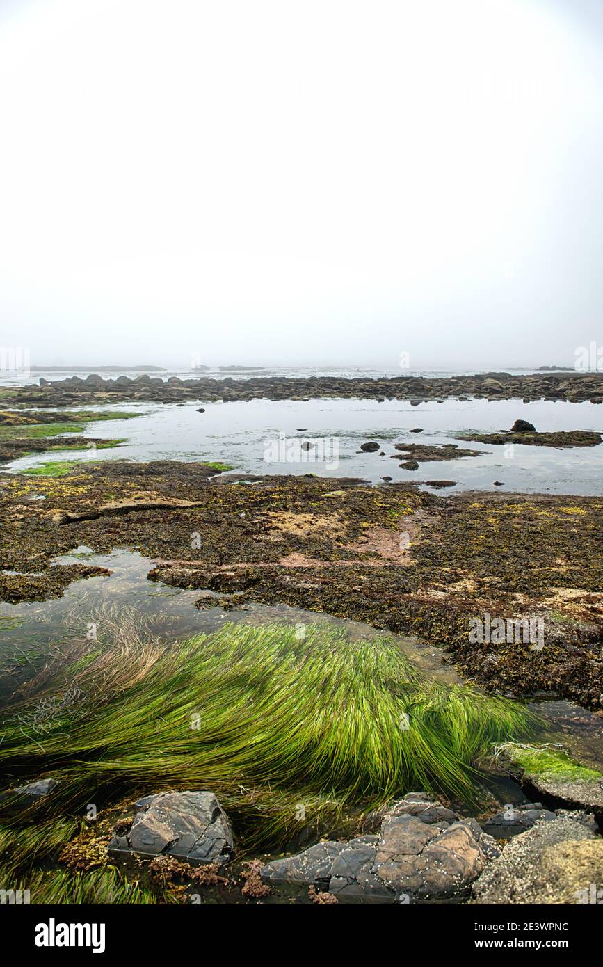 Un piccolo pezzo di Islanda in Canada: Spiaggia Botanica, BC Foto Stock