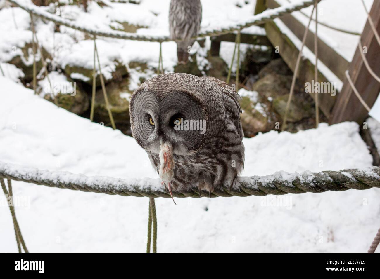 Gufo grigio grande, Lappuggla (Strix nebulosa) Foto Stock