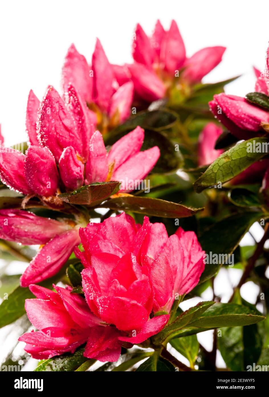 Azalea, Fönsterazalea (Rhododendron simsii) Foto Stock